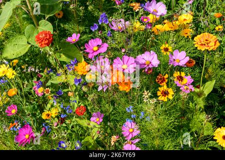 Bunte Blumen am Wegesrand im Herbst Stockfoto