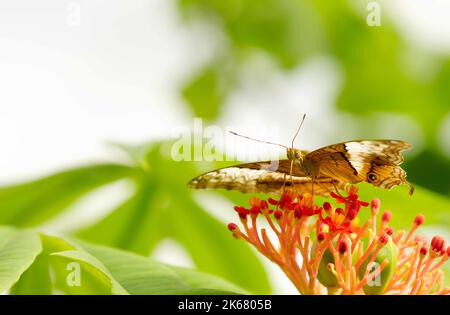 Eine Nahaufnahme des malaiischen Kreuzerschmetterlings auf der Jatropha podagrica-Pflanze Stockfoto