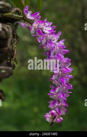 Nahaufnahme von weißen und violett-rosa Blüten von aerides multiflora, auch bekannt als vielblütige aerides epiphytische Orchideenarten, die auf natürlichem Hintergrund blühen Stockfoto