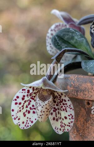 Nahaufnahme der cremigen weißen und lila roten Blume der Dame Slipper Orchideenart paphiopedilum bellatulum isoliert im Freien auf natürlichem Hintergrund Stockfoto