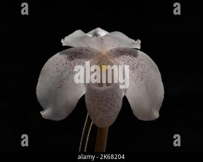 Nahaufnahme der hinterleuchteten hellen weiß mit rosa Speckles Blume der Dame Slipper Orchidee Spezies paphiopedilum niveum isoliert auf schwarzem Hintergrund Stockfoto