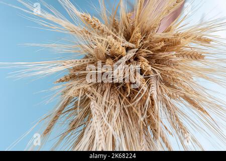 Bouquet von goldenen Roggenohren, trockenen gelben Cerealien-Stacheletts. Nahaufnahme, Kopierbereich, Draufsicht. Selektiver Fokus. Hochwertige Fotos Stockfoto