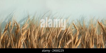 Goldene Roggenohren, trockene gelbe Cerealien-Stacheletts mit Schatten auf hellem Hintergrund, Nahaufnahme, Kopierraum, Banner. Hochwertige Fotos Stockfoto
