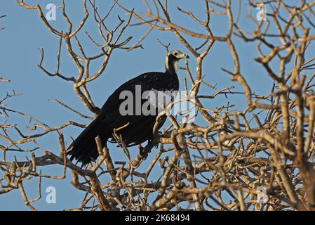 Blauer Piping-guan (Pipile cumanensis)-Erwachsener, der im toten Baum Pantanal, Brasilien, thront Juli Stockfoto