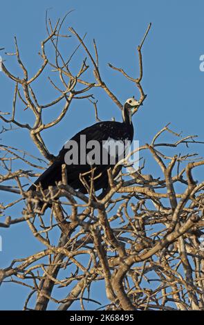 Blauer Piping-guan (Pipile cumanensis)-Erwachsener, der im toten Baum Pantanal, Brasilien, thront Juli Stockfoto