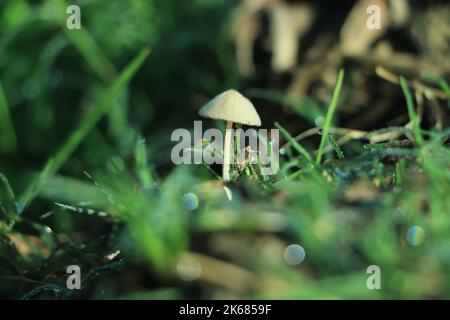 Schöne Nahaufnahme einer Gruppe von Pilzen, die auf einem T-Stamm mit grünem Moos und dunklem Waldhintergrund wachsen Stockfoto