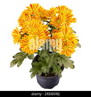 Schöne gelbe Chrysantheme Blüten in schwarzem Kunststofftopf auf weißem Hintergrund Stockfoto