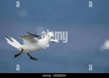 Nördlicher Gannet Morus bassanus, ein einziger 4.-jähriger gefiederter Vogel im Flug, Yorkshire, Großbritannien, August Stockfoto