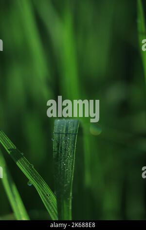 Wassertropfen auf das grüne Gras (geringe Schärfentiefe) Stockfoto