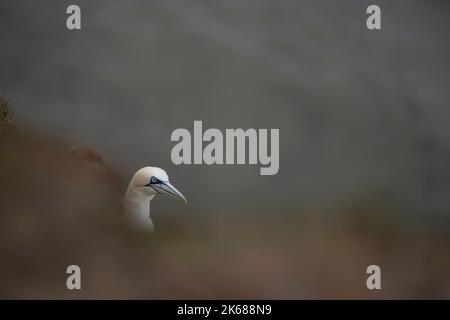 Nördlicher Gannet Morus Bassanus, ein Kopf- und Halsporträt eines 4.-jährigen gefiederten Vogels, der über dem Rand einer Klippe blickt, Yorkshire, Großbritannien, August Stockfoto