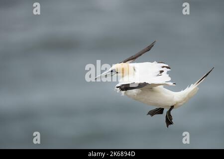 Nördlicher Gannet Morus bassanus, ein einziger 4.-jähriger gefiederter Vogel im Flug, Yorkshire, Großbritannien, August Stockfoto