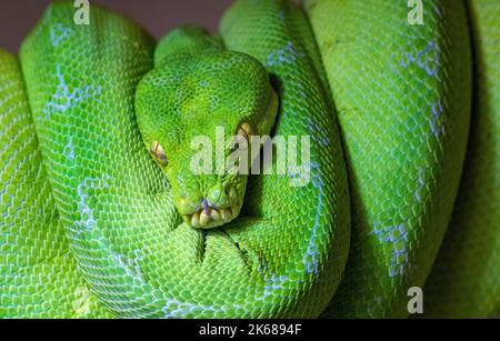 ‘Lime’, ein detailliertes Porträt einer Manokwari Green Tree Python, die sich auf einem Zweig zusammenrollt. Stockfoto