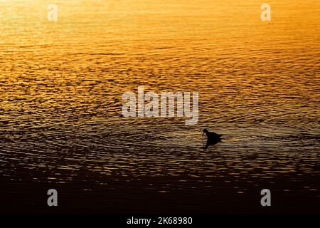 Wadern Bei Sonnenaufgang Stockfoto