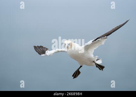 Nördlicher Gannet Morus bassanus, ein einziger 4.-jähriger gefiederter Vogel im Flug, Yorkshire, Großbritannien, August Stockfoto