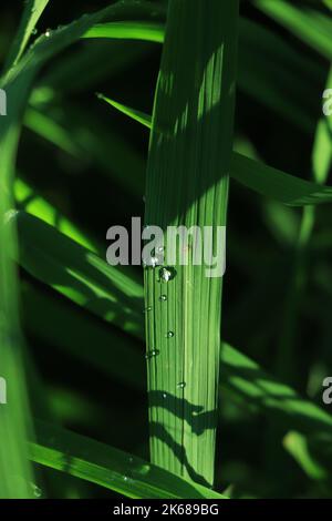 Frische grüne Rasen mit Wassertropfen Stockfoto