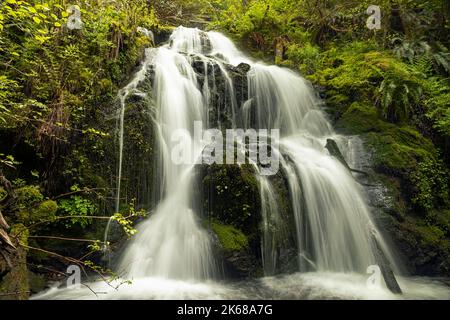 WA22218-00...WASHINGTON - Cascade Falls auf Cascade Creek vom Quinault National Recreation Trail durch den Quinault Regenwald aus gesehen. Stockfoto