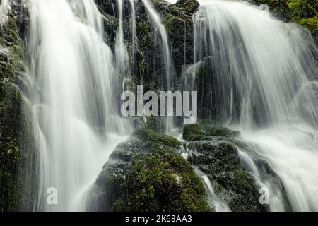 WA22221-00...WASHINGTON - Cascade Falls auf Cascade Creek vom Quinault National Recreation Trail durch den Quinault Regenwald aus gesehen. Stockfoto