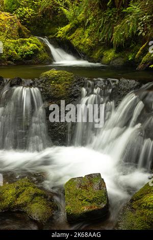 WA22222-00...WASHINGTON - Upper Cascade Falls am Cascade Creek vom Quinault National Recreation Trail durch den Quinault Rain Forest aus gesehen. Stockfoto