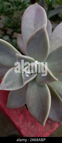 Eine Vertikale einer Geisterpflanze im Garten. Stockfoto