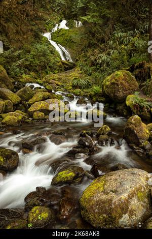 WA22227-00...WASHINGTON - Merriman fällt auf Merriman Creek im Quinault Regenwald des Olympic National Forest. Stockfoto