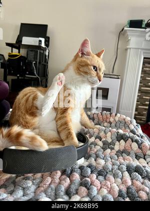Mika, die orange gestromte, chillt auf der Soofa Stockfoto