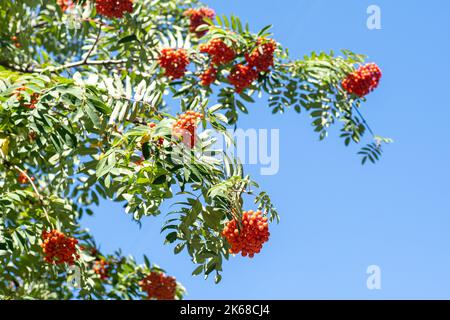 Vogelgruppen wiegen im Wind. An einem klaren, sonnigen Tag verzweigt sich der Rowan-Baum gegen den blauen Himmel. Natur. Ernte von roten und orangen Beeren. Heilpflanze. Bergasche - Europäische Sorbus aucuparia. Stockfoto