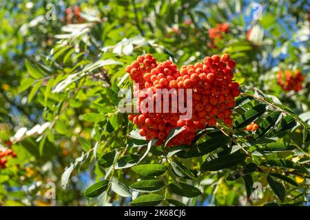 Vogelgruppen wiegen im Wind. An einem klaren, sonnigen Tag verzweigt sich der Rowan-Baum gegen den blauen Himmel. Natur. Ernte von roten und orangen Beeren. Heilpflanze. Bergasche - Europäische Sorbus aucuparia. Stockfoto