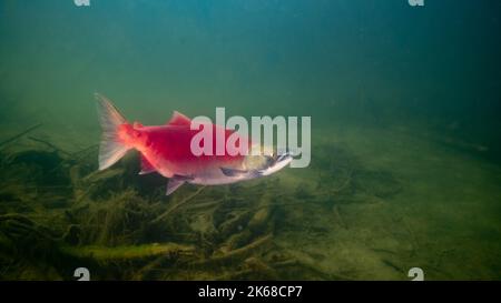 Ausgewachsener Sockeye-Lachs, der im Adams River in British Columbia, Kanada, volle Laicheigenschaften zeigt. Stockfoto