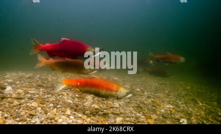 Schule des Laichens von Sokkeye Lachs in Kanada. Stockfoto