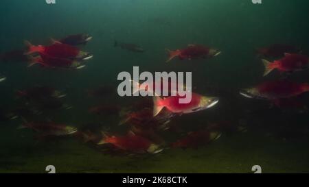 Große Schule von Sockeye Salmon im Shuswap See in der Nähe des Adams River, in British Columbia, Kanada. Stockfoto