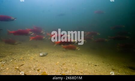 Schule von Sockeye Salmon im Adams River, British Columbia, Kanada. Stockfoto