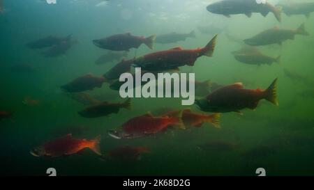 Große Schule des Laichens von Sokkeye Lachs im Wasser des Shuswap Sees im Adams River, in British Columbia, Kanada. Stockfoto