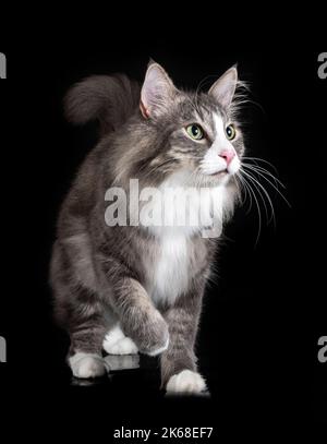 Norwegische Waldkatze vor schwarzem Hintergrund Stockfoto