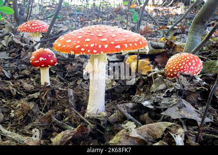 Gruppe von Fliegenpilzen (Amanita muscaria) auf dem Waldboden Stockfoto