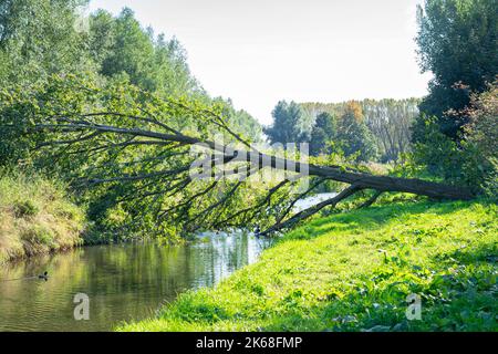 Ein großer Baum wurde während eines Sturms entwurzelt und ist über einen Graben gefallen Stockfoto