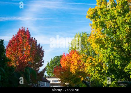 Atemberaubende, lebendige Blattfarben an einem sonnigen Herbstmorgen in einer Straße Stockfoto