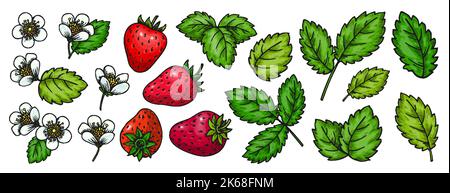 Strawberry Brigth skizziert separate florale Elemente. Handgezeichnet rote süße Beeren, Blätter und Blumen isoliert auf weiß für Kartendruck, Abzeichen Pins, Scrapbooking-Tag, Bauern-Markt-Label, Patch-Aufkleber Stock Vektor