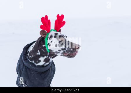 Lustige und niedliche Hund in lustigen Hirschgeweih steht im Schnee im Winter.Dalmatiner Welpe mit Hirschhörner auf dem Kopf.gemütliche Familienurlaub Neujahr und Stockfoto
