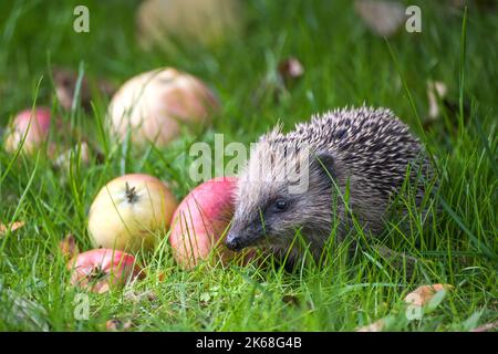 Igel (Erinaceus europaeus) im grünen Gras auf einer Wiese mit gefallenen Äpfeln im Herbst, natürliche Gartenarbeit für Wildschutzkonzept, Kopie sp Stockfoto