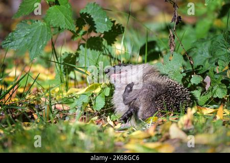 Igel (Erinaceus europaeus) auf einer Herbstwiese kratzt wegen Flöhen oder anderen Parasiten, Wildschutzkonzept, Kopierraum, selecte Stockfoto