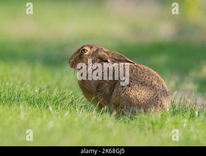 Ein brauner Hase (Lepus europaeus) sitzt in der Sonne und knabbert das Gras auf der Wiese. Suffolk, Großbritannien. Stockfoto