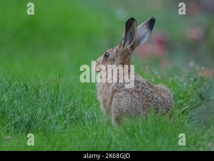 Ein brauner Hase (Lepus europaeus) beobachtet sorgfältig , bereit, auf einer Wiese zu laufen. Suffolk, Großbritannien. Stockfoto