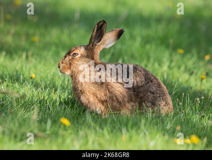 Ein brauner Hase (Lepus europaeus) sitzt in der Sonne auf einer Wiese. Suffolk, Großbritannien. Stockfoto