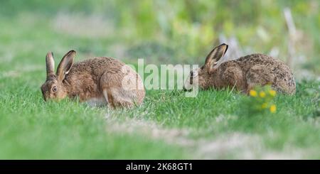 Ein Paar Braunhasen (Lepus europaeus), die sich in der Sonne entlang eines Grasrandes ernähren. Suffolk, Vereinigtes Königreich . Stockfoto