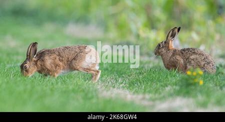 Ein Paar Brauner Hase ( Lepus europaeus) grast glücklich zusammen auf einem grasbewachsenen Farmrand. Suffolk, Großbritannien Stockfoto