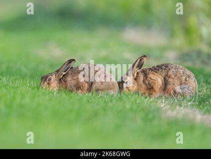 Ein Paar Brauner Hase ( Lepus europaeus) füttert sich auf einem grasbewachsenen Farmrand glücklich zusammen. Suffolk, Großbritannien Stockfoto