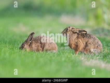 Ein Paar Brauner Hase ( Lepus europaeus) füttert sich auf einem grasbewachsenen Farmrand glücklich zusammen. Suffolk, Großbritannien Stockfoto