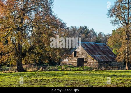 Eine alte Holzhütte auf dem Land, umgeben von üppigen Bäumen Stockfoto