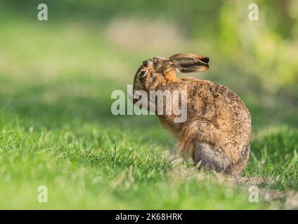 Ein brauner Haie, der aufsitzt, sein Gesicht wascht oder sich mit seinen Pfoten einen Wunsch macht. Eine niedliche Aufnahme eines schüchternen wilden Tieres. Suffolk, Großbritannien Stockfoto