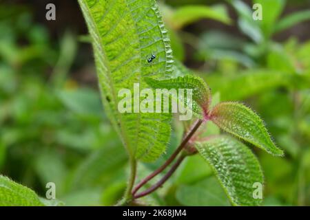 Nahaufnahme von einigen Blättern aus Speckbusch mit einer winzigen blauen, springenden Spinne, bekannt als gebänderter Phintella (Phintella Argentea) unter einem Blatt im Waldgebiet in SR Stockfoto